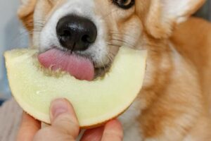7 Frugter og Grøntsager Hunde Kan Spise