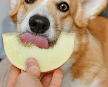 7 Frugter og Grøntsager Hunde Kan Spise
