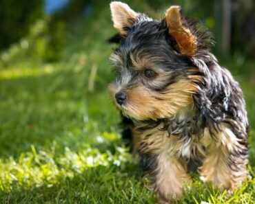 De mest populære små hunderacer