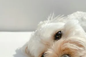 10 Lataste hundarterna som är det perfekta valet för lata hundägare