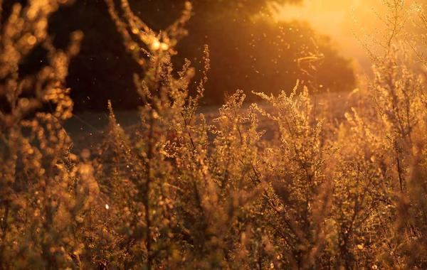 EU Blue Card Germany: The Fast Track